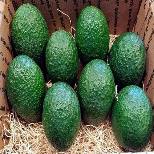 Good Quality Fresh Avocado of USA for Sales!!! Wholesale for Avocado Fresh Fruit - Image 4