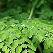 Moringa Powder Port MUNDRA Form POWDER Texture Fine Color Vibrant Flavor Mild Earthy Storage Type PP BAG Place of Origin INDIA - Image 4