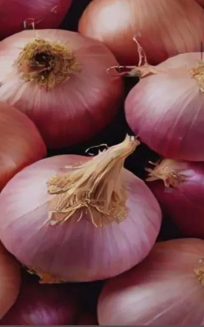 Fresh Onion - Image 1
