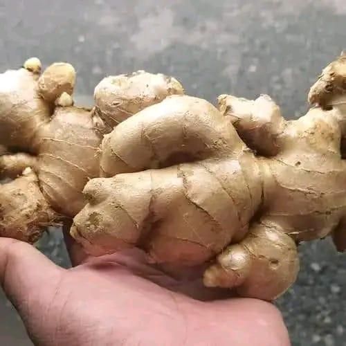 Fresh Ginger (Elephant Ginger) From Probolinggo, Indonesia - Image 2
