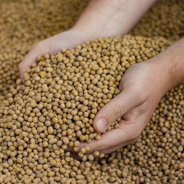 Soybean Seed For Food Featuring 99% Purity Excellent Protein Content And Carefully Managed Post Harvest Handling - Image 3