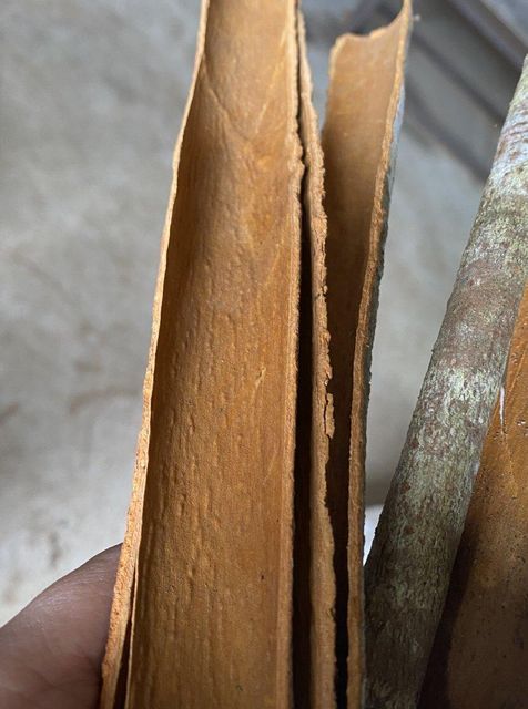 Split Cassia Form Split Freshness Level Dried Delivery Form Bag, Carton - Image 1