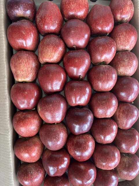 Export Quality South African Apples for sale Organic Yes Origin South Africa Quality Control Strict Shelf Life Guaranteed - Image 3