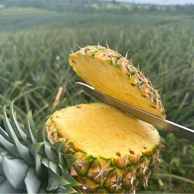 MD2 Golden Pineapple - Image 2