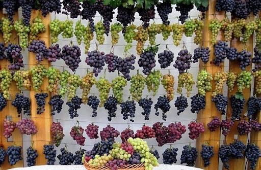 grapes fruits Packaging box Type fresh grapes Origin Uzbekistan Purity 100% Natural Manufacturer uzbekistan Certifications Global Gap Certificate - Image 1