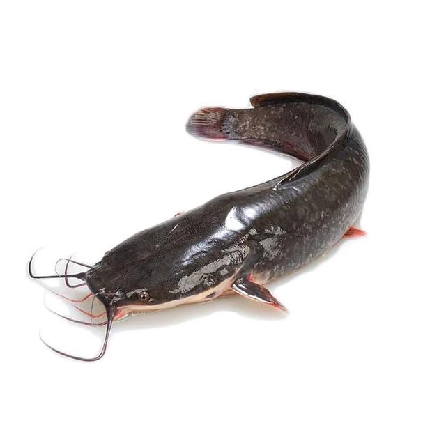 Premium Frozen Catfish Whole Round Export Quality Seafood With Natural Freshness For International Wholesale Markets - Image 1