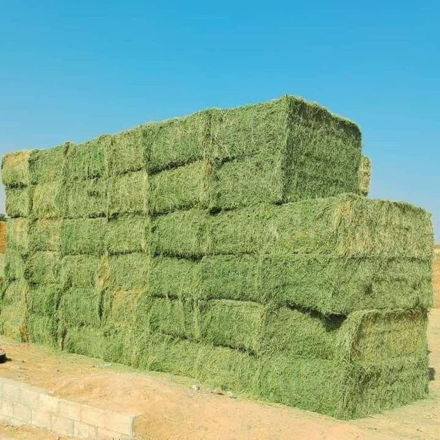 High-Quality Dried Alfalfa Hay for Horse Feed and Animal Protein - Image 2