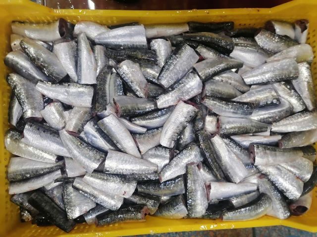 Frozen Sardine HGT - Image 3