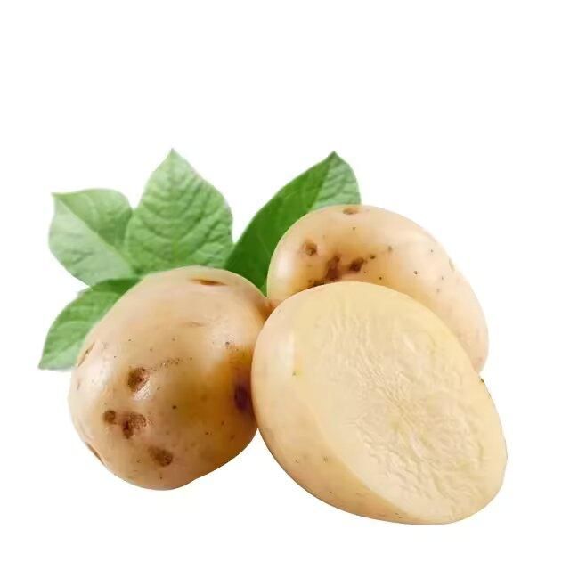 Export Quality Fresh Potato Natural Vegetables Fresh farm healthy Potatoes at Low Prices Wholesale – product photo 1, product detail gallery