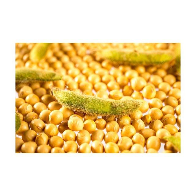 Standard Quality Best Selling Non Gmo Soybean Newest Yellow Soybeans with good Nutrients at Market Manufacturer Price - Image 1