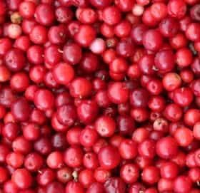 Frozen Cranberry - Image 1
