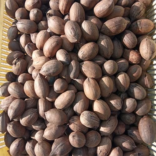 Premium Whole Pecan Nuts for Snacking & Cooking Bulk Cheap Pricing Wholesale Deals - Image 4