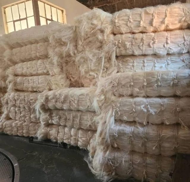 SISAL FIBER GRADE UG From Kenya Ready For Export - Image 4