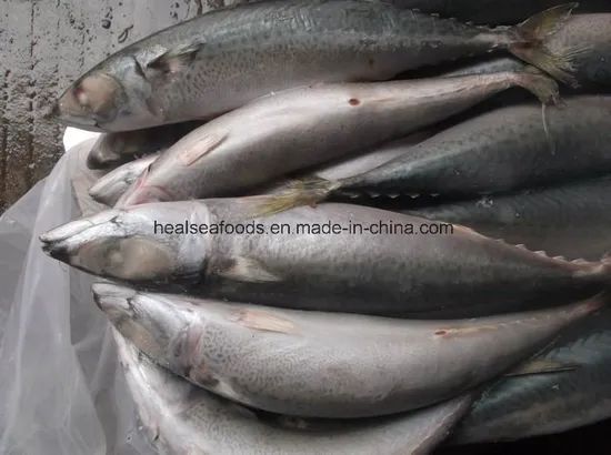 Frozen Chub Mackerel /Pacific Mackerel Resource Wild G.W. 10kgs/CTN N.W. 9.5kgs/CTN HS Code 03035400 Trademark healsea Model NO. - Image 5