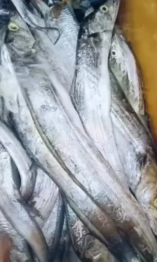Fresh and Frozen fish Fish Type Mackerel, Tuna Catch Method Wild-Caught Freshness Level Fresh, Frozen Degree of Processing Whole Fish - Image 3