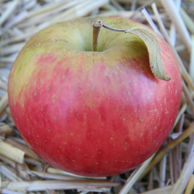 Fresh Red Delicious Apple Nutritious Orchard Harvest For Retail Supply Chains Fresh Market Vendors And Importers - Image 3