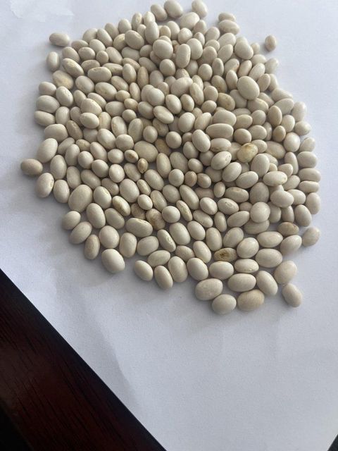 WHITE KIDNEY BEANS Color White Grade Grade 1 Origin South - Image 1