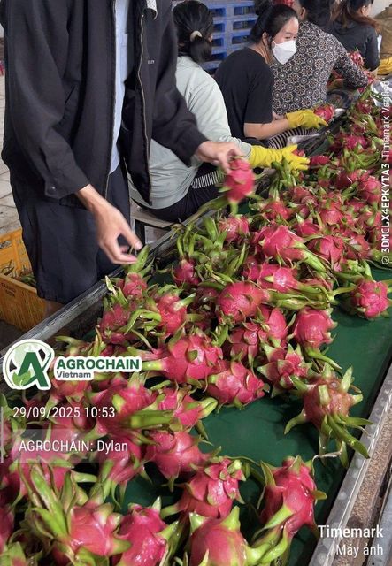 Dragon Fruit - Image 5