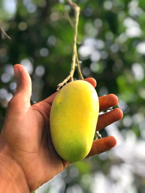 Pakistan export mango 🥭 – product photo 4, product detail gallery