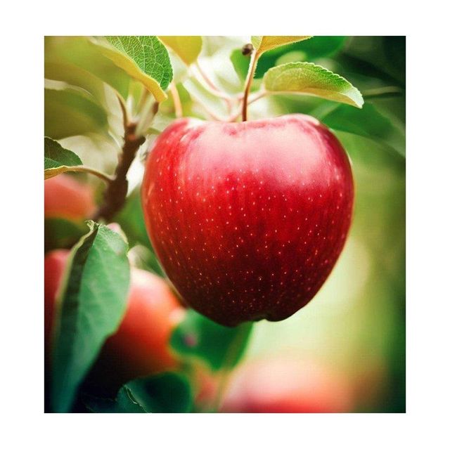 Red apples wholesale dealer bulk supply fast delivery at competitive discount price - Image 3