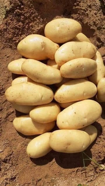 Potatoes🥔🥔 Grade 1 Form Egypt Flavor Earthy Texture Smooth Chemical Free Yes Shelf Life Maximum Quality Control Strict Farming Practice Sustainable - Image 2