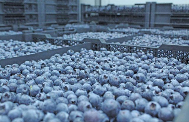Fresh Blueberries / blueberry fruits 125g pint punnet Size Range 12mm To 22mm Sugar Content Around 13° Brix Firmness Around 86 Durofel - Image 3