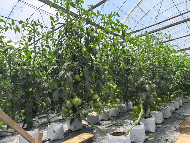 Fresh Tomato - Image 2
