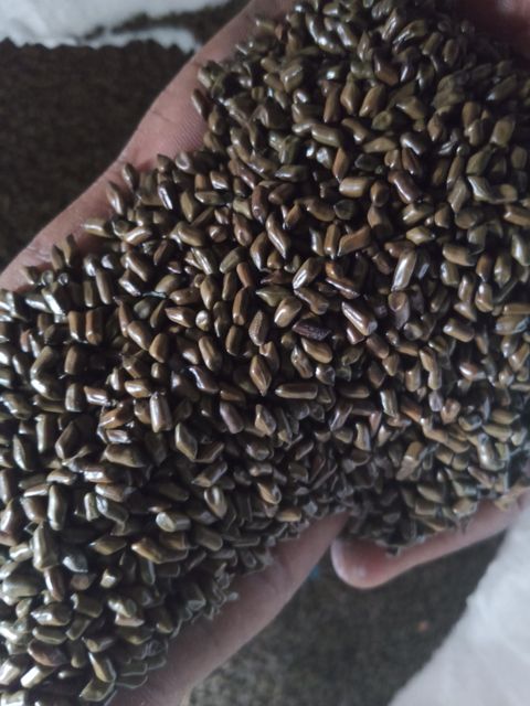 Cassia Tora Seeds Packaging PP bags Processing Type Machine - Image 1