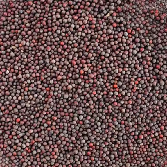 Indian Mustard Organic Spices & Herbs Dried Spices U2U312-UAthvikaSpice High Quality Pure Natural Fresh Black Mustard Seeds - Image 4
