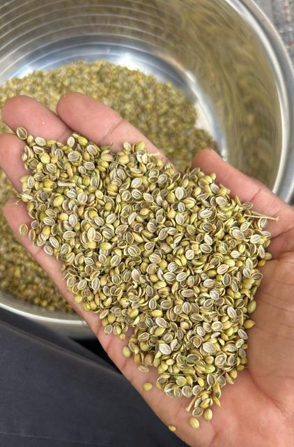 coriander seed Form whole Quality A Grade Type Coriander seed Shelf Life 12 Months Place of Origin Indian Packaging 20 Kgs PP - Image 4