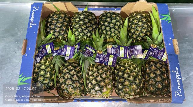 Fresh pineapples by vessel or by air - Image 5