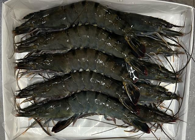 Black Tiger Shrimp / Black Tiger Prawn (HOSO) Shelf Life 24 months Place Of Origin Malaysia Place of Origin Malaysia Packaging Type Ivp Or Iwp - Image 3