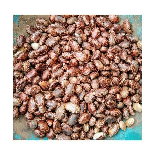 Premium Castor Seeds available in bulk orders wholesale Grade Top Packaging Bulk Type Castor Seeds Product Form Seeds Quality Focus Top-grade - Image 3