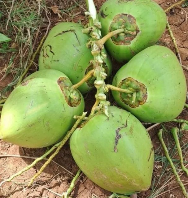 Coconut Form Whole Organic Yes Origin India Degree of Processing Fresh - Image 3