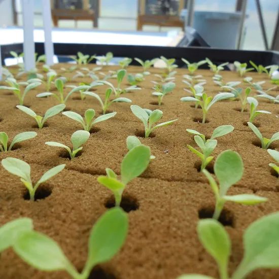 Nft Planting System Hydroponic Lettuce Seedlings for Lettuce Hydroponic Growing Cubes - Image 4