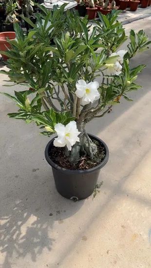 Real Live Indoor Plants Adenium Obesum - Image 5