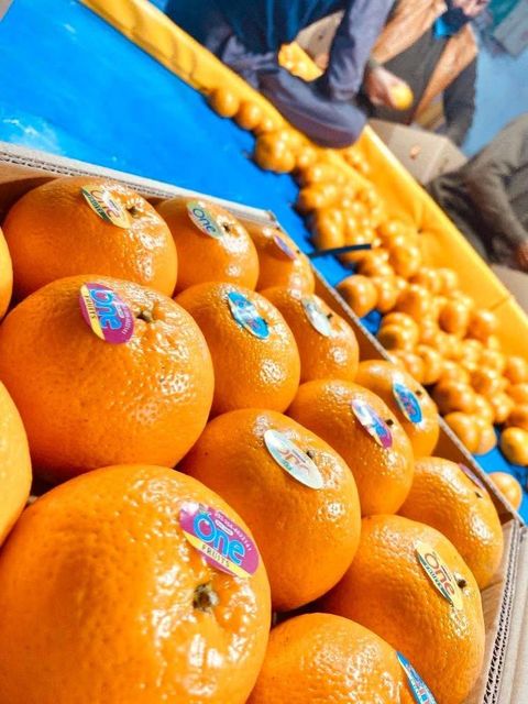 Mandarin kinnow Origin Pakistani Fruit Type Kinnow And - Image 2