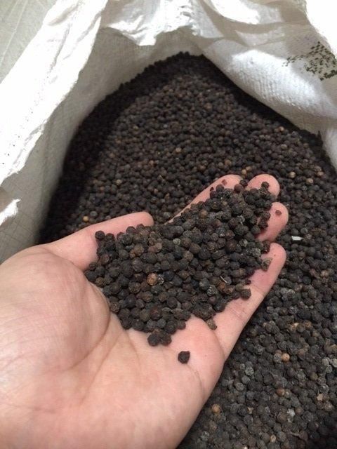 Black Pepper - Image 2