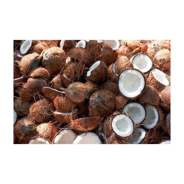 High Quality Fresh Dehusked Coconuts / fresh coconuts(larger size) - Image 4