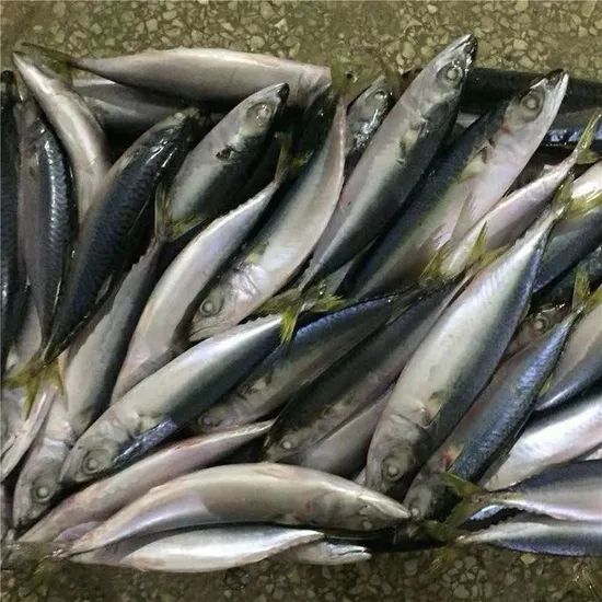 Fresh Frozen Japanese Jack Mackerel Nw 9kgs Gw 10kgs Style Whole Origin China Model NO. H-M Processing Bqf Package - Image 5
