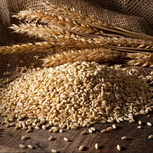 Organic First Grade Wheat Seeds in 50 Kg Bag Natural Wholegrain - Image 3