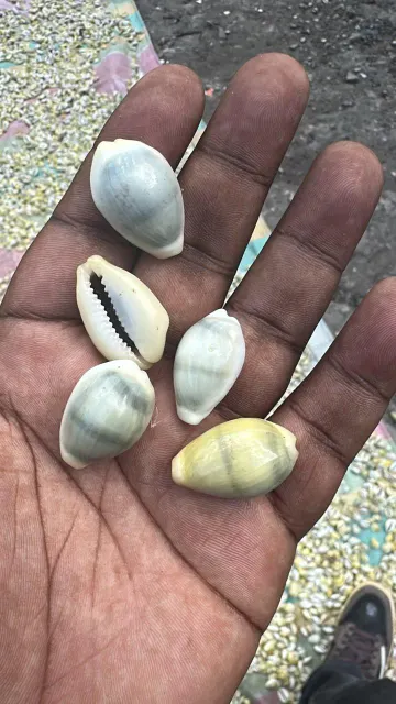 Cowries - Image 3