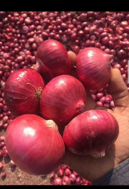 Fresh Indian Onions - Image 1