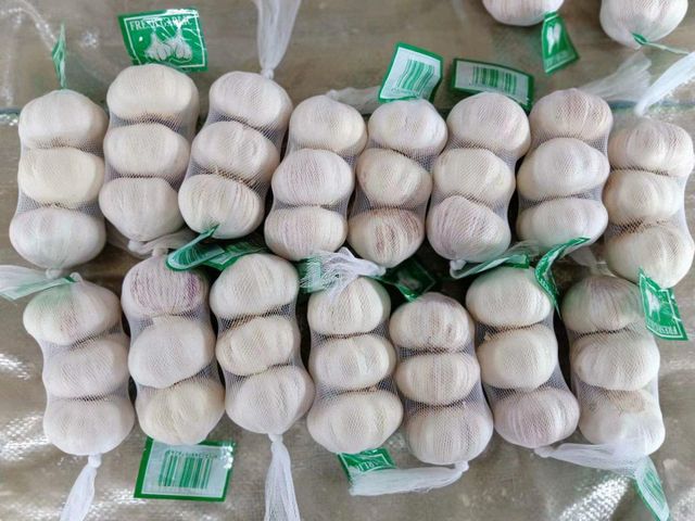 Fresh Garlic / Normal white garlic / Pure white garlic - Image 3