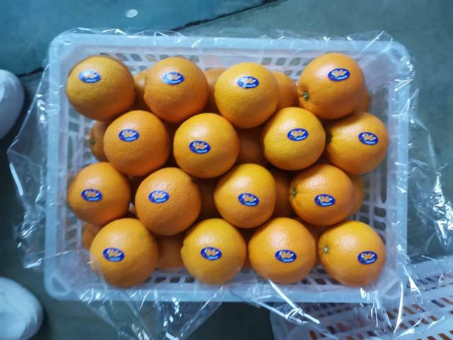 Premium Chinese Fresh Oranges for Export with Superior Sweet Flavor - Image 1