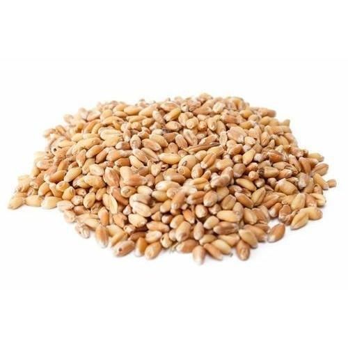 High Quality Hard Wheat Grains, Affordable Bulk Wholesale for Export - Image 4