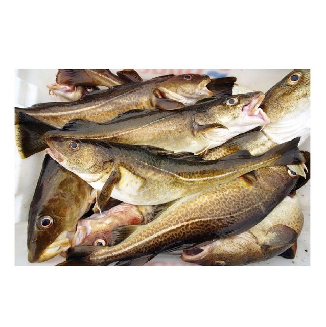Cheap Price Bulk Stock Frozen Fresh Atlantic cod Fish / Fillets For Sale In Bulk With Fast Delivery - Image 1