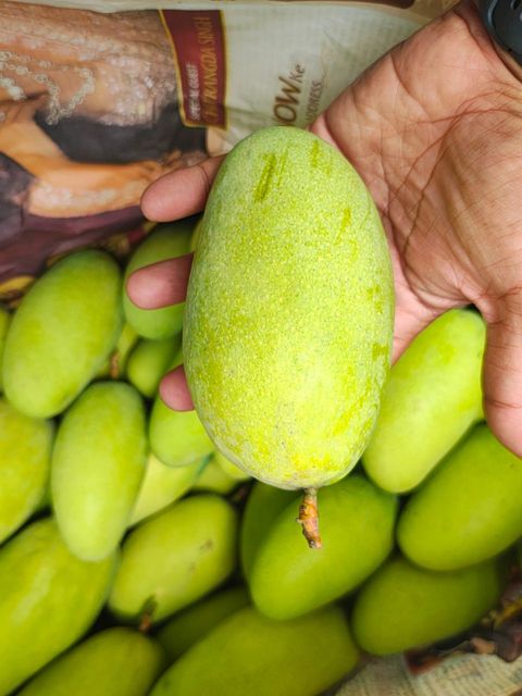 G4 Green Chilli, Mangoes, Indan Blackberries (Seasonal), Onions, Rice, Foxnuts, etc. - Image 9