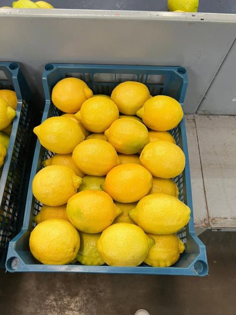 FRESH EUREKA LEMON FOR SALE!! CLASS 1 EXPORT QUALITY EUREKA LEMONS AVAILABLE FOR EXPORT – product photo 3, product detail gallery