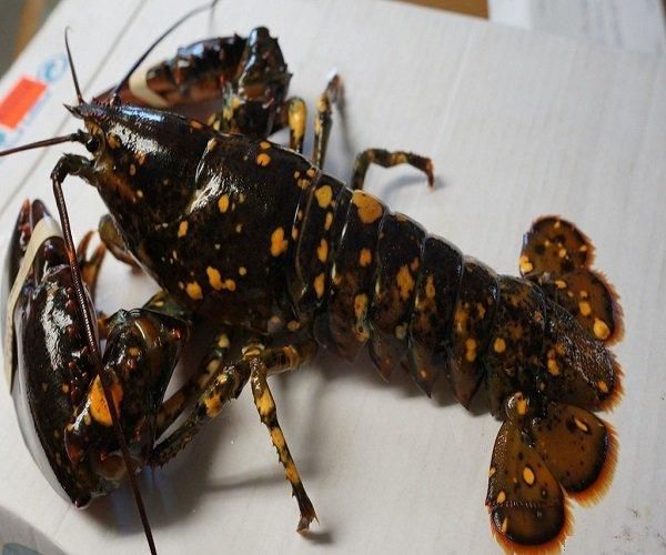 Hot Selling Seafood Fresh and Frozen Lobster, Lobster Tails For Sale - Image 5